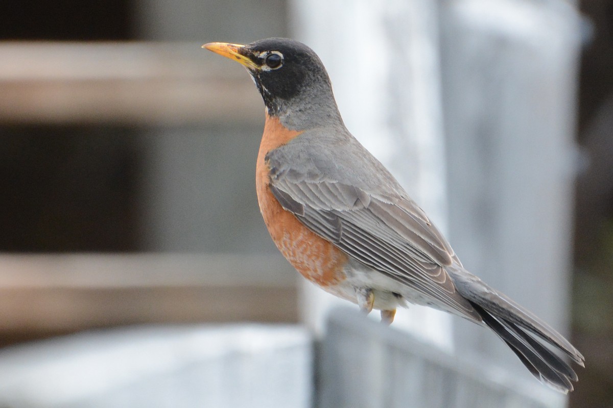 American Robin - ML60579671