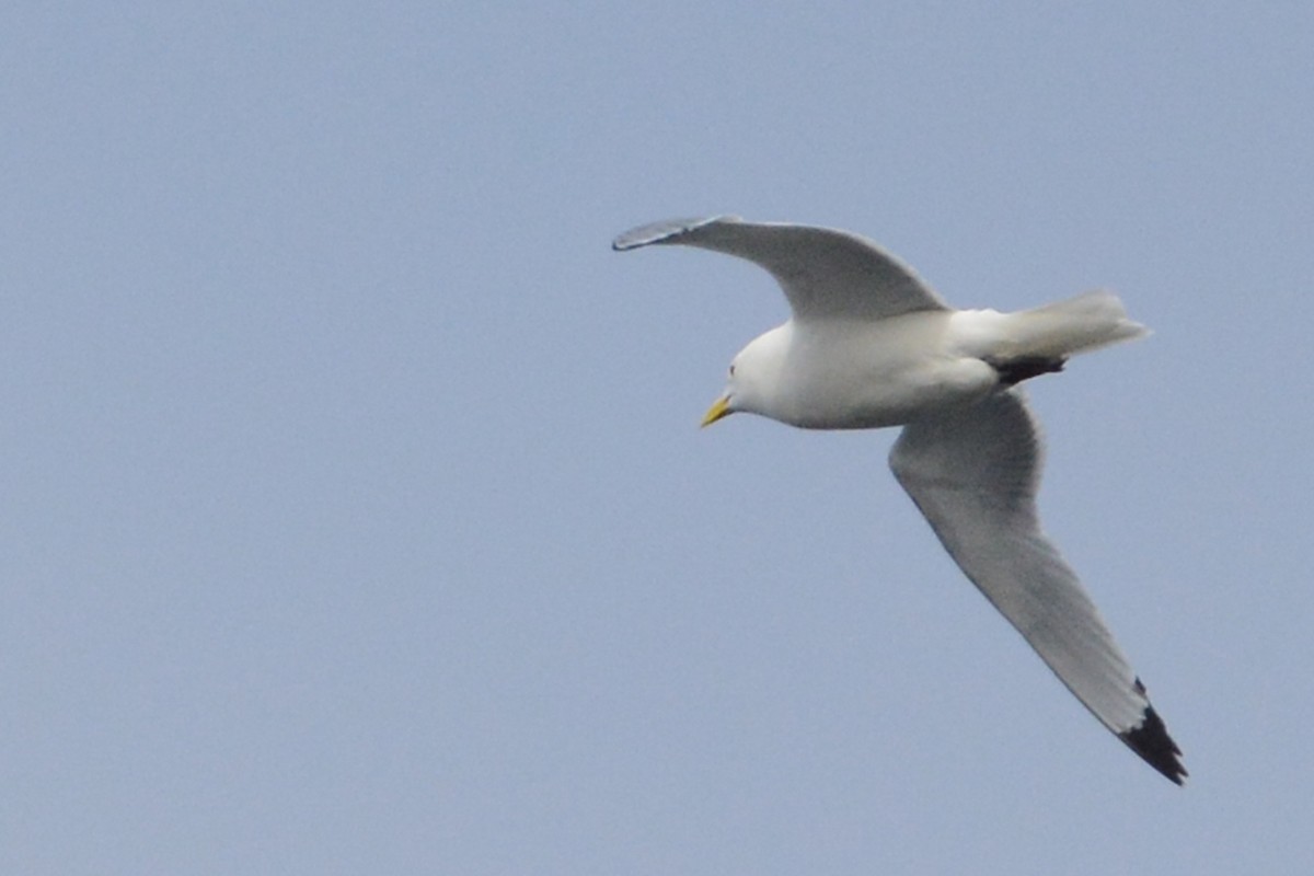 Gaviota Tridáctila - ML60579691