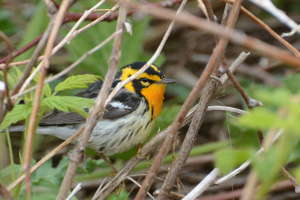 Blackburnian Warbler - ML60579711