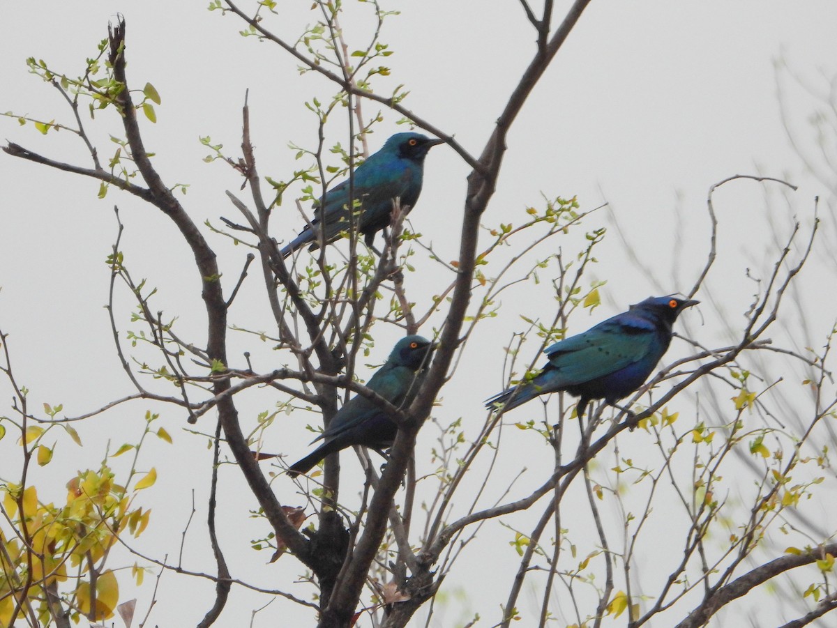 Greater Blue-eared Starling - ML605797121