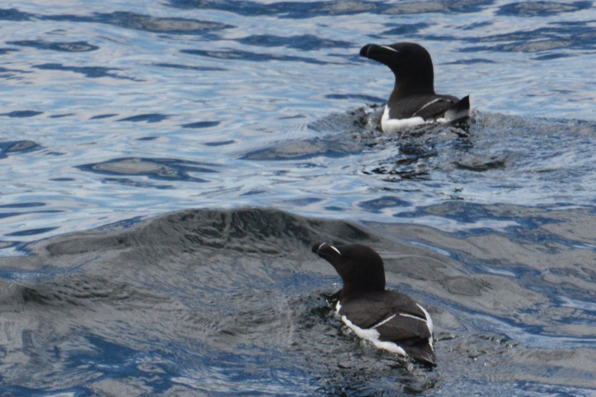 Razorbill - ML60579731