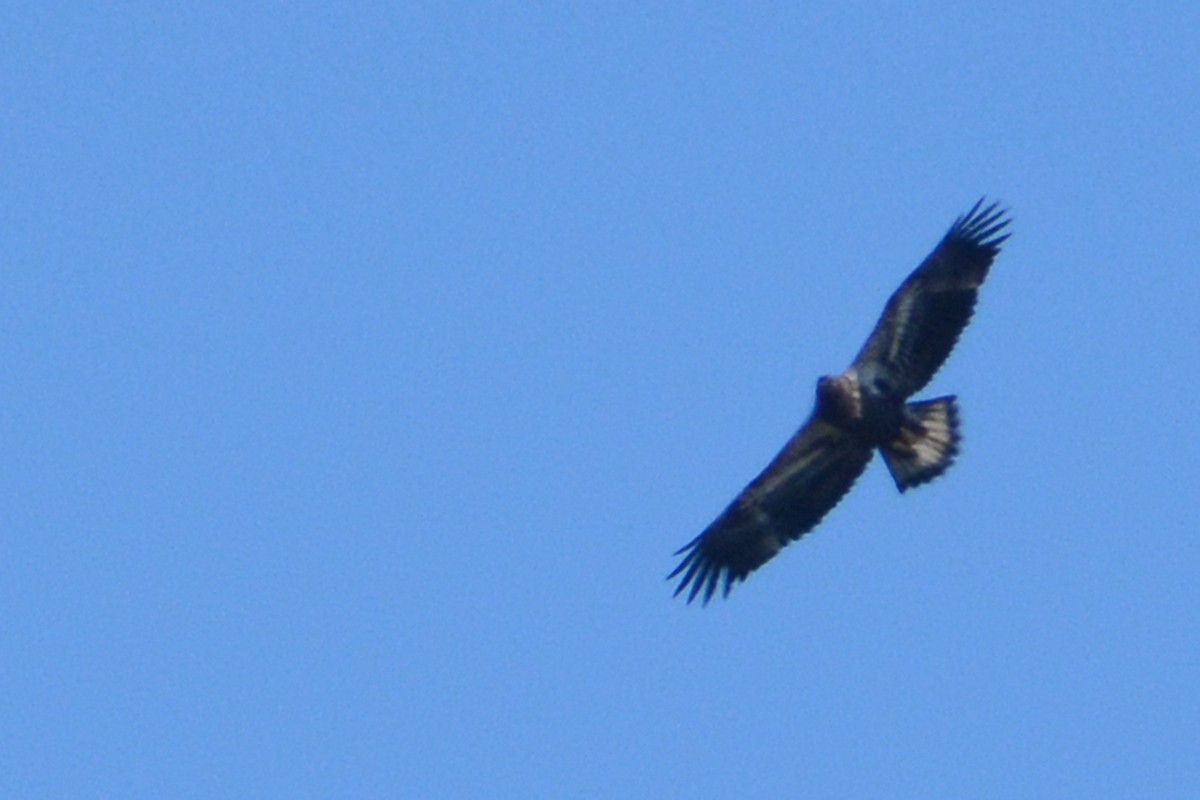 Bald Eagle - ML60579751