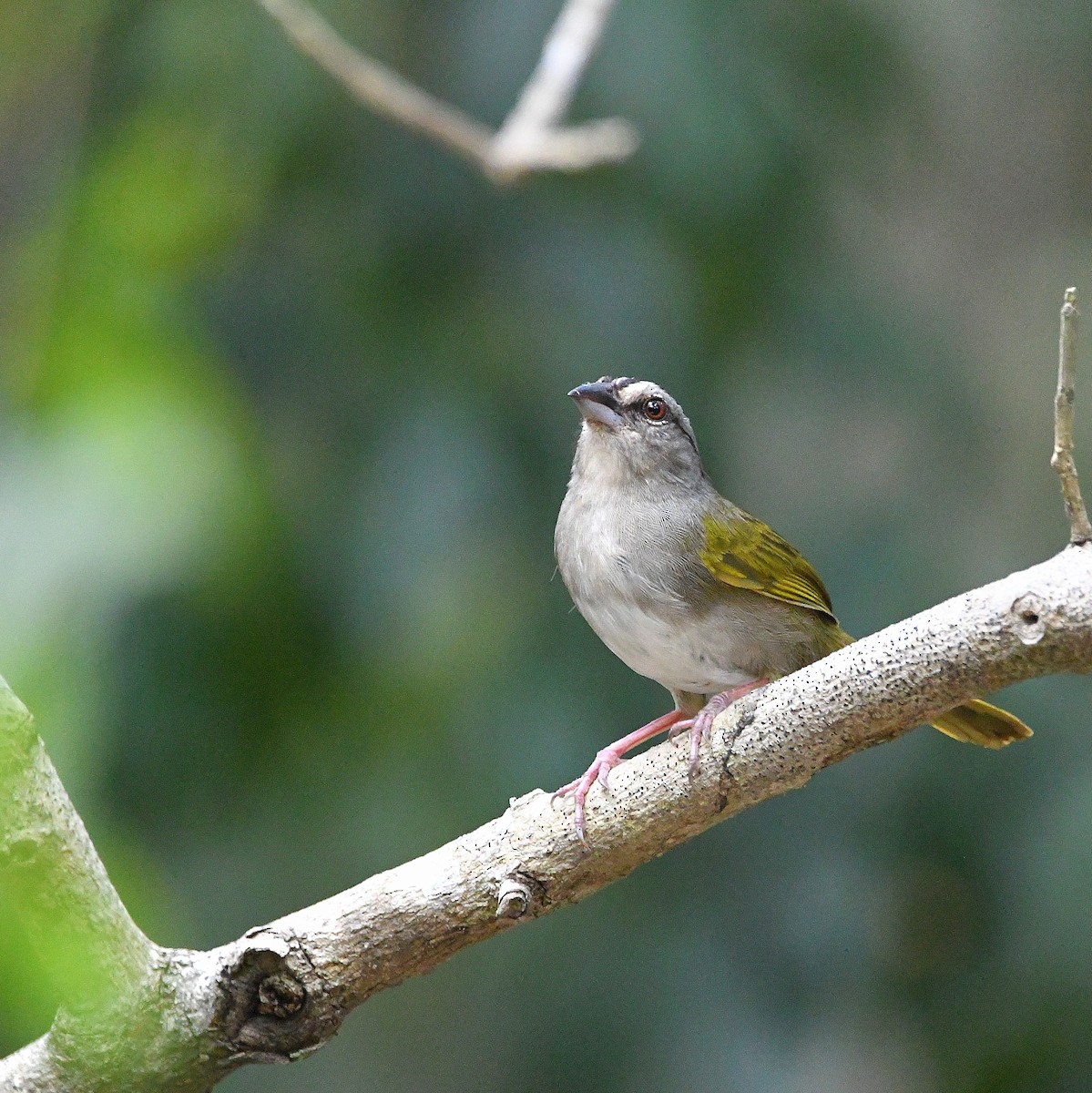 Green-backed Sparrow - Ari Weiss