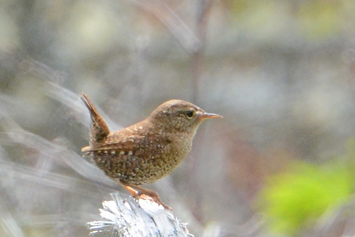 Winter Wren - ML60579821