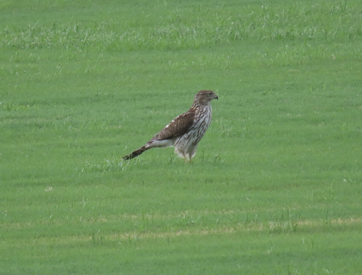 Cooper's Hawk - ML605798251