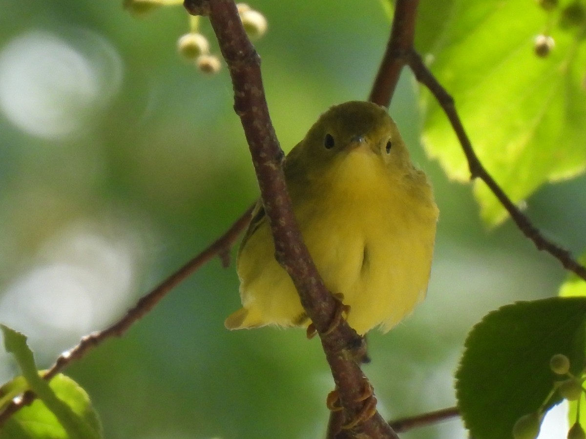 Paruline jaune - ML605800831