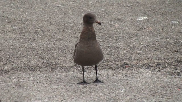 Heermann's Gull - ML605801141