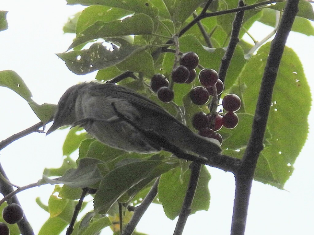 Red-eyed Vireo - ML605801831