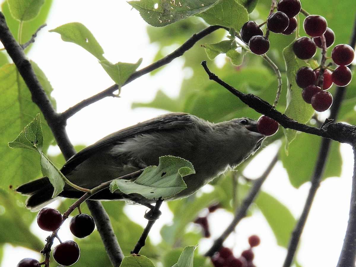 Red-eyed Vireo - ML605801841