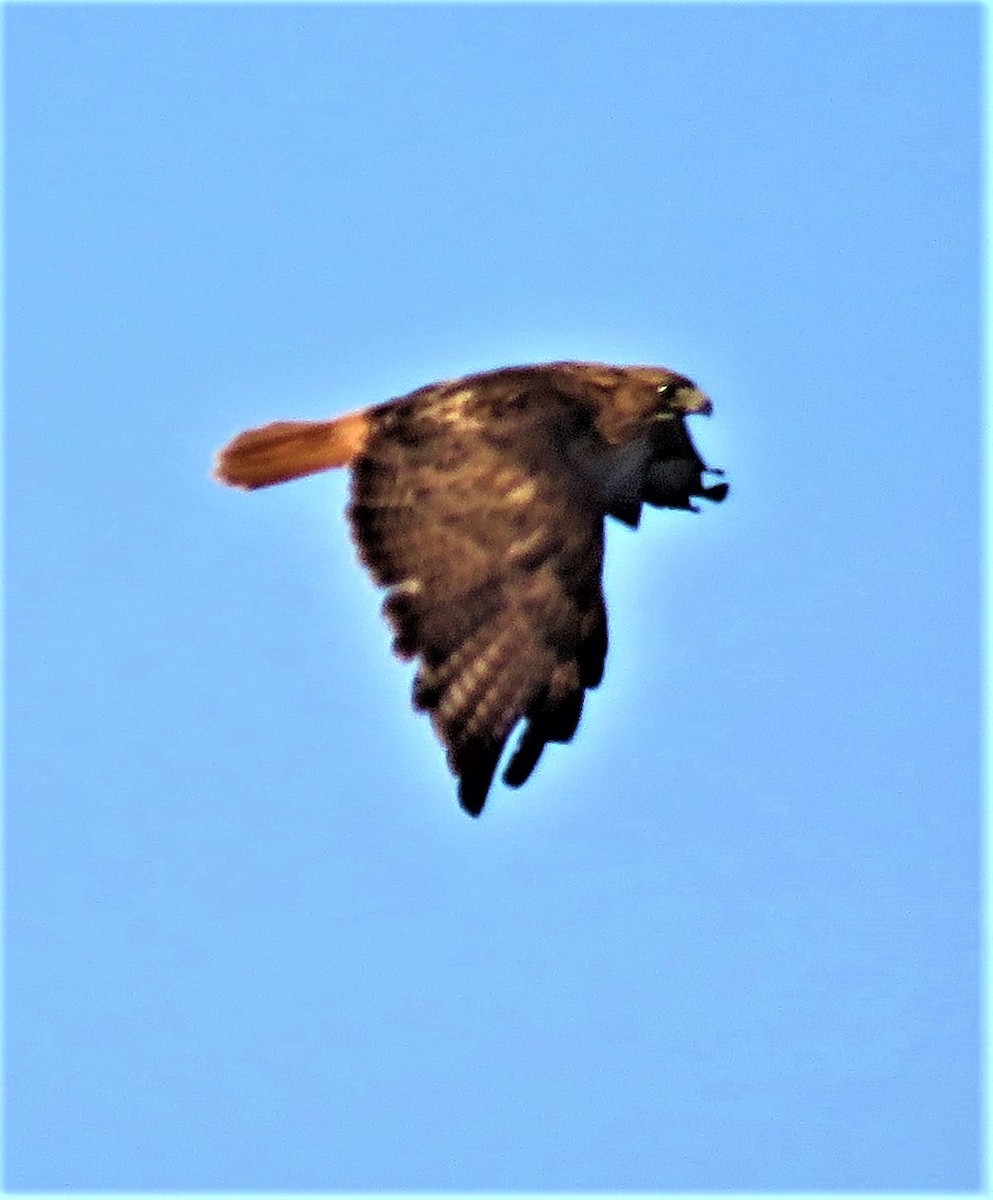 Red-tailed Hawk - ML605802001