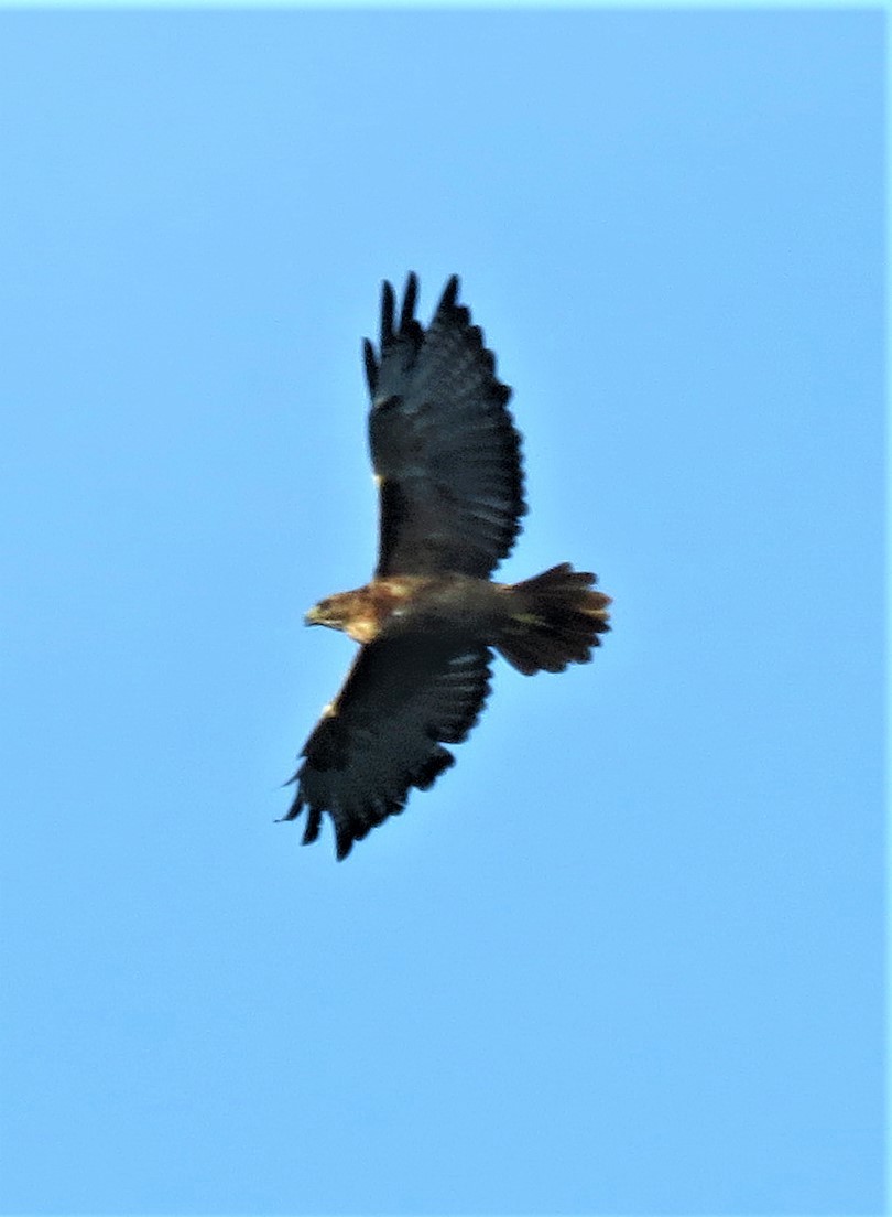 Red-tailed Hawk - ML605802011