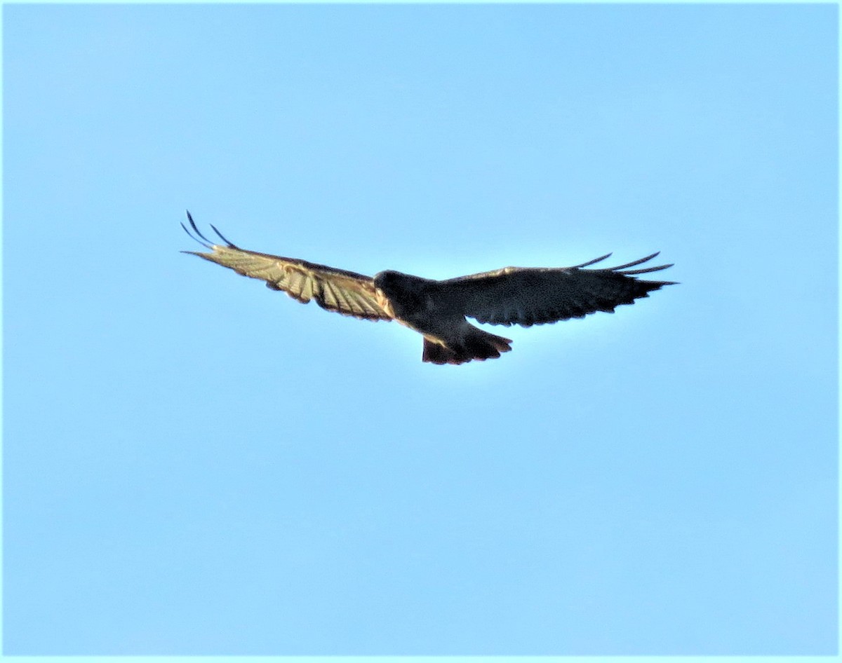 Red-tailed Hawk - ML605802021