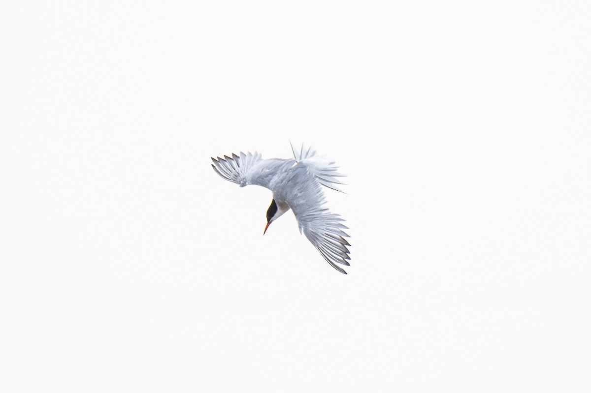 Common Tern - Calvin S