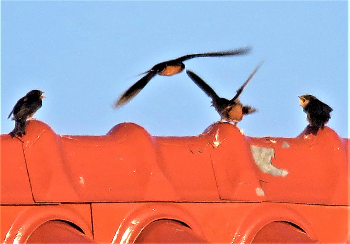 Barn Swallow - ML605802351