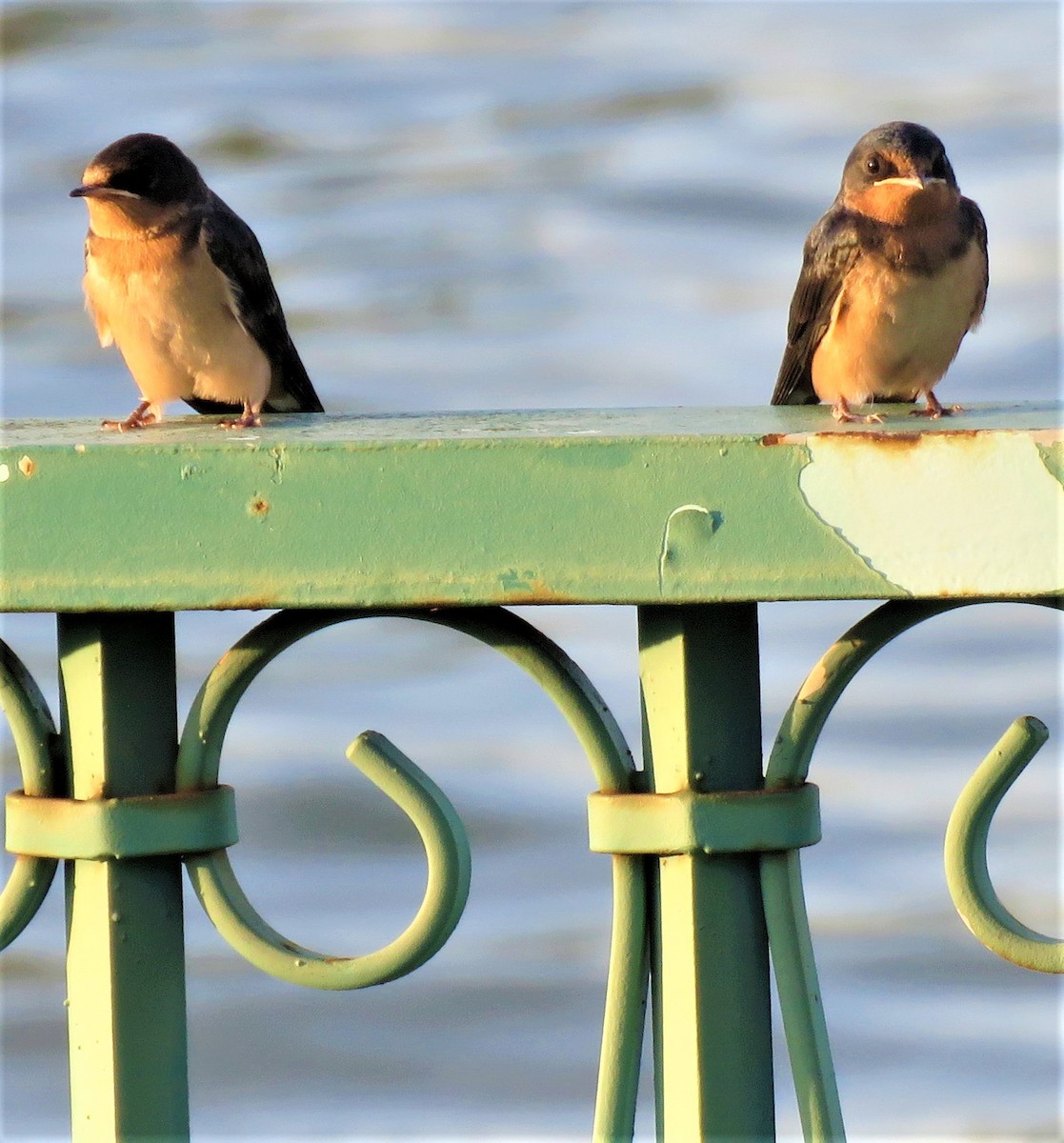 Barn Swallow - ML605802361