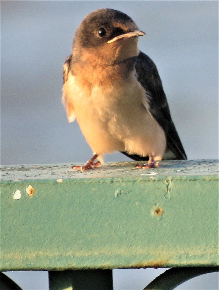 Barn Swallow - ML605802381