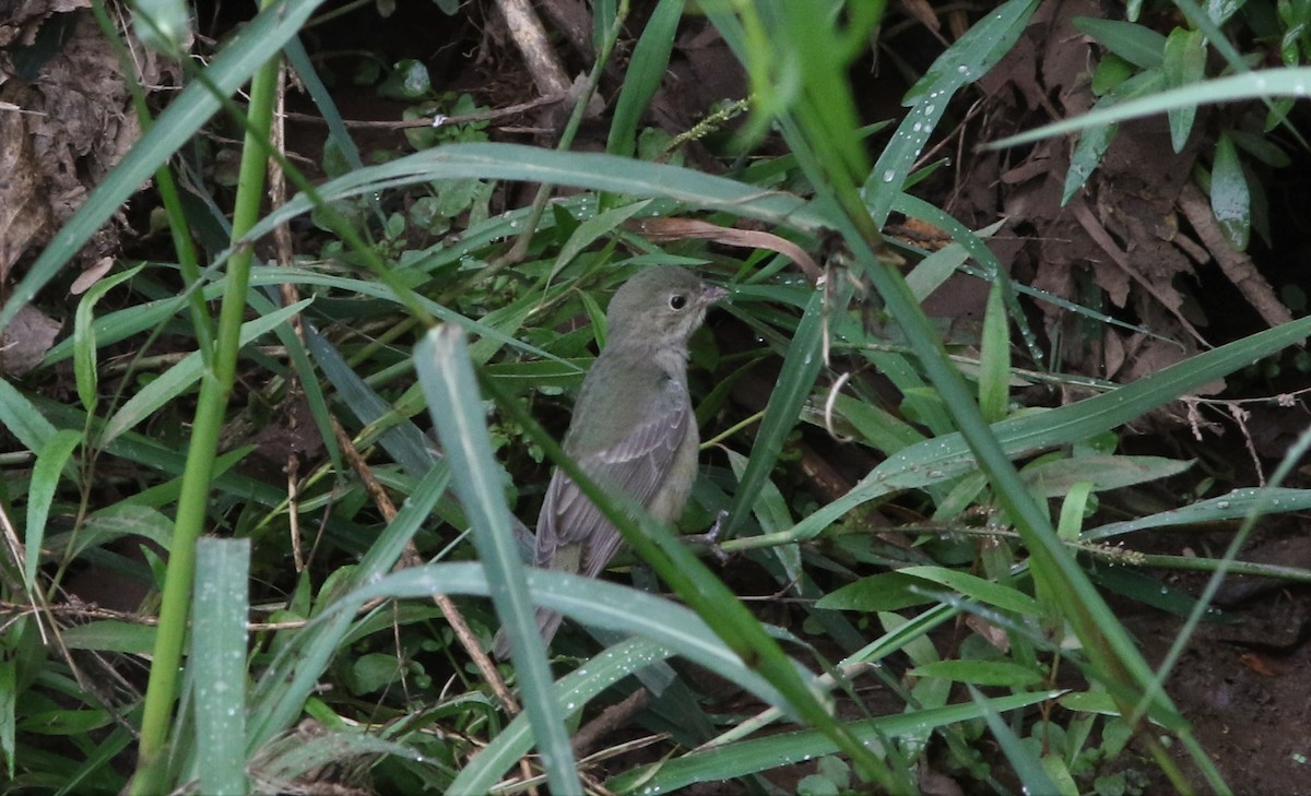 Painted Bunting - ML605802711