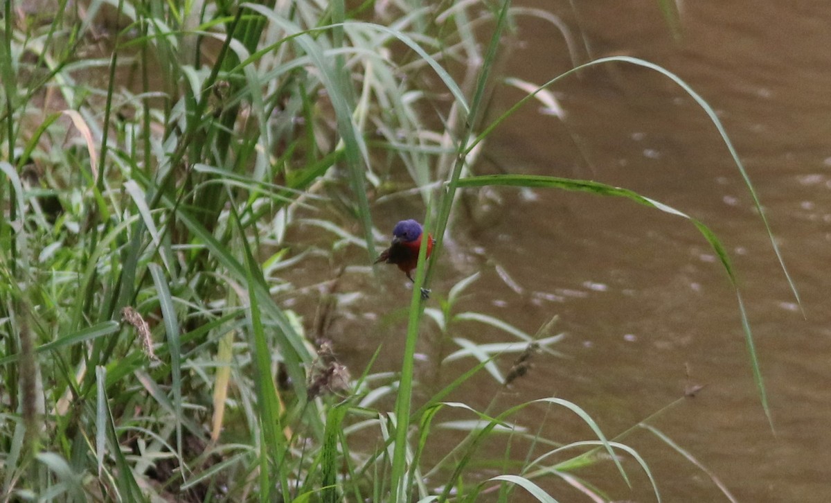 Painted Bunting - ML605802721