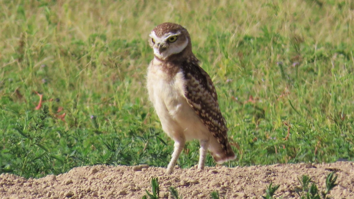 Burrowing Owl - ML605803461
