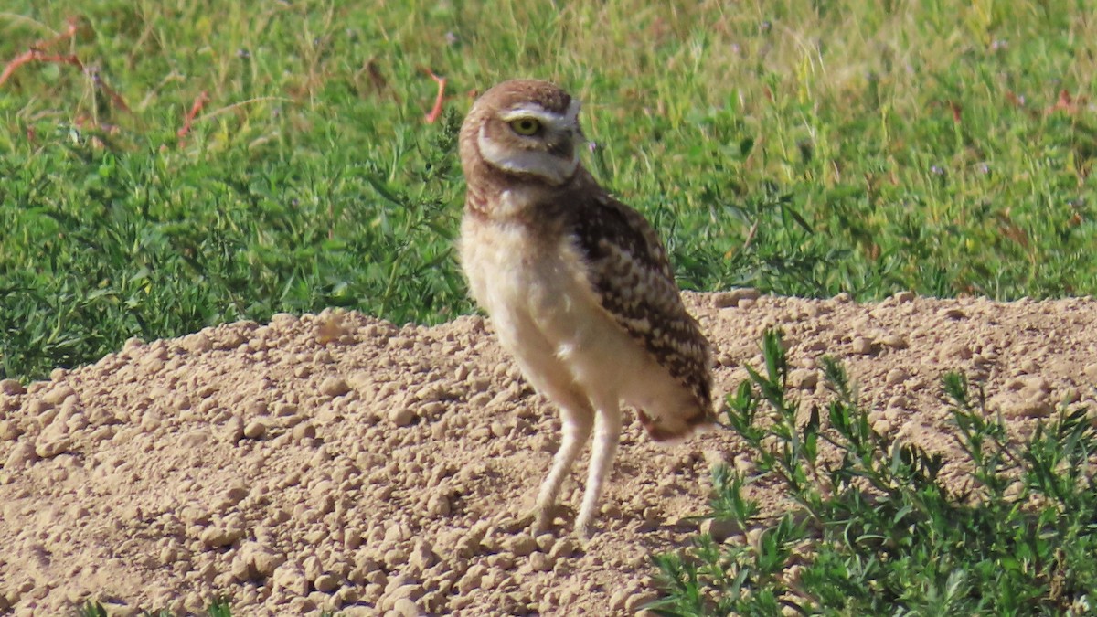 Burrowing Owl - ML605803561