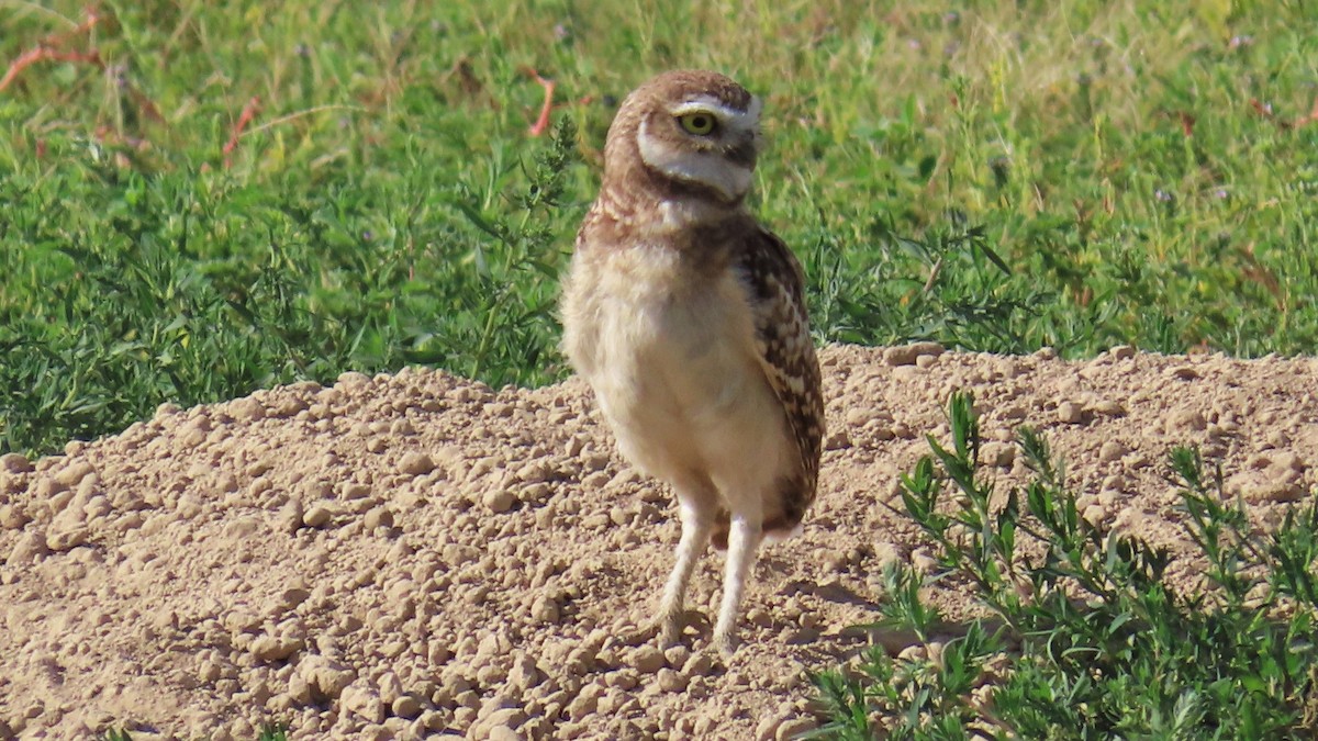 Burrowing Owl - ML605803591