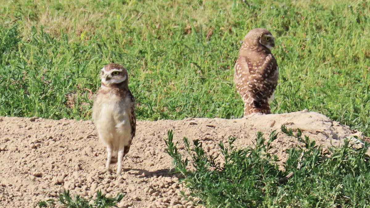 Burrowing Owl - ML605803611