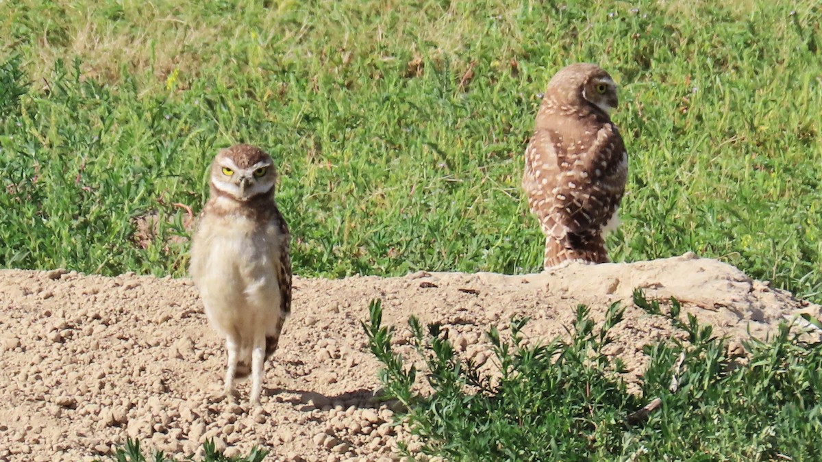 Burrowing Owl - ML605803631