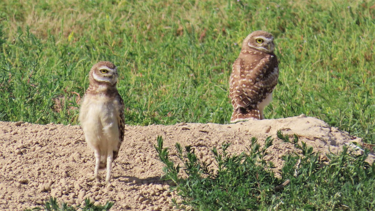 Burrowing Owl - ML605803671