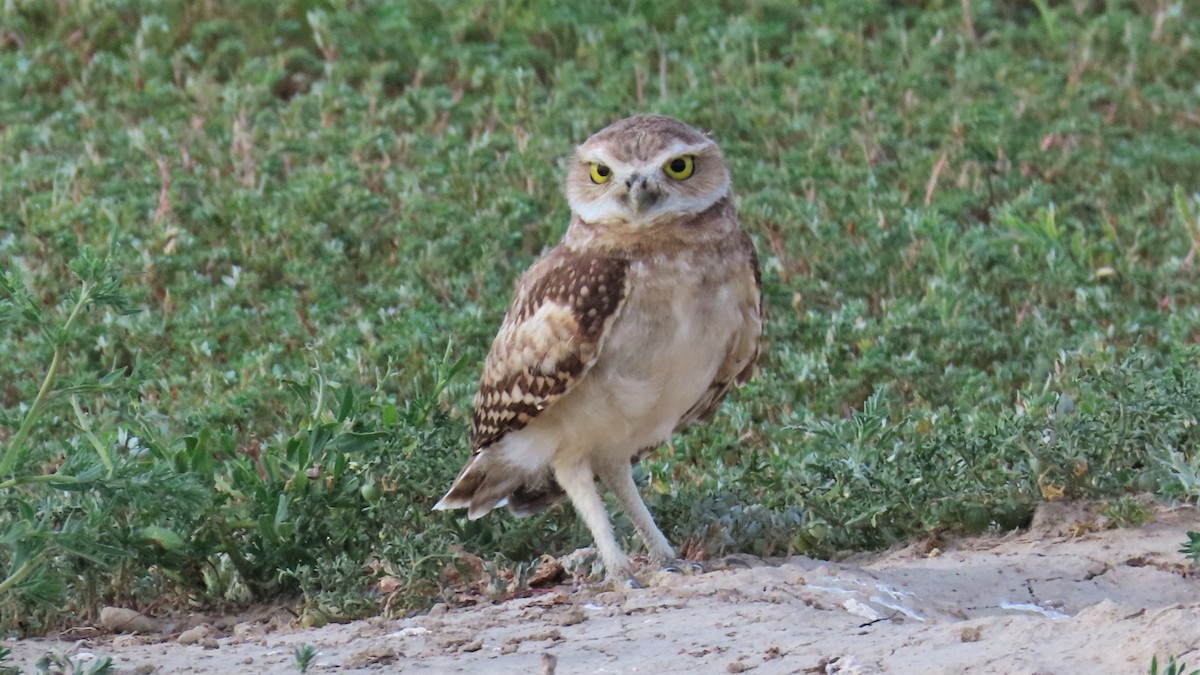 Burrowing Owl - ML605803791