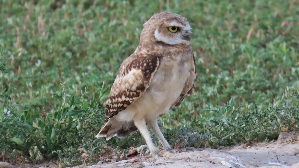 Burrowing Owl - ML605803851