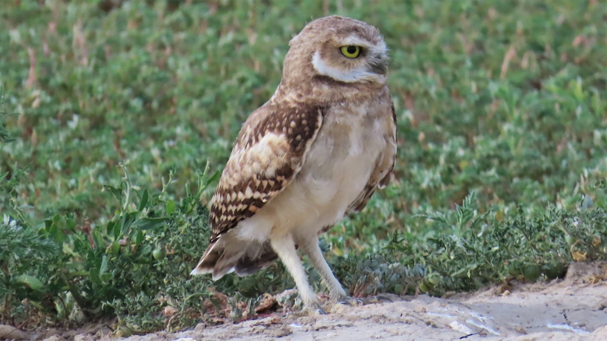 Burrowing Owl - ML605803871