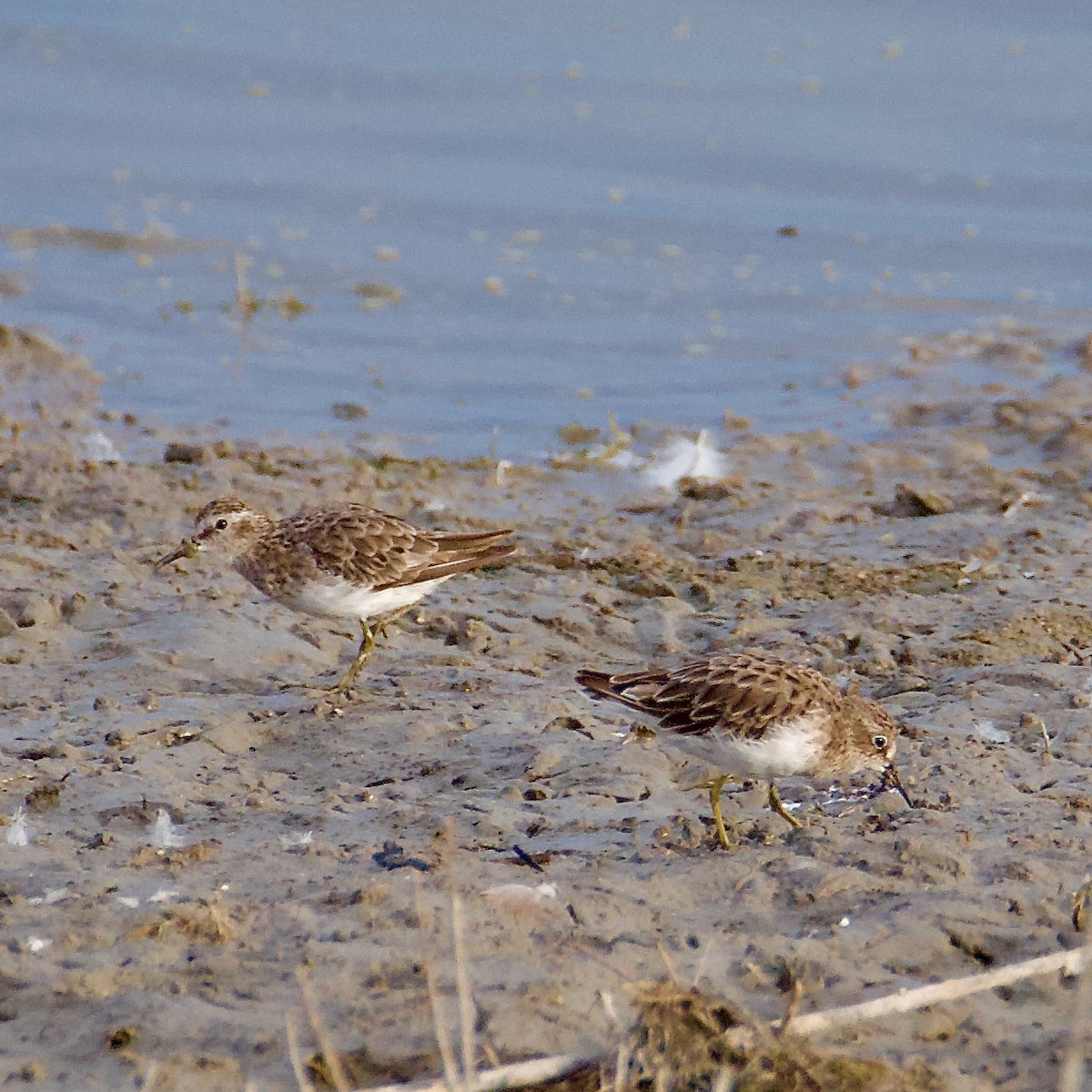 pygmésnipe - ML605804721