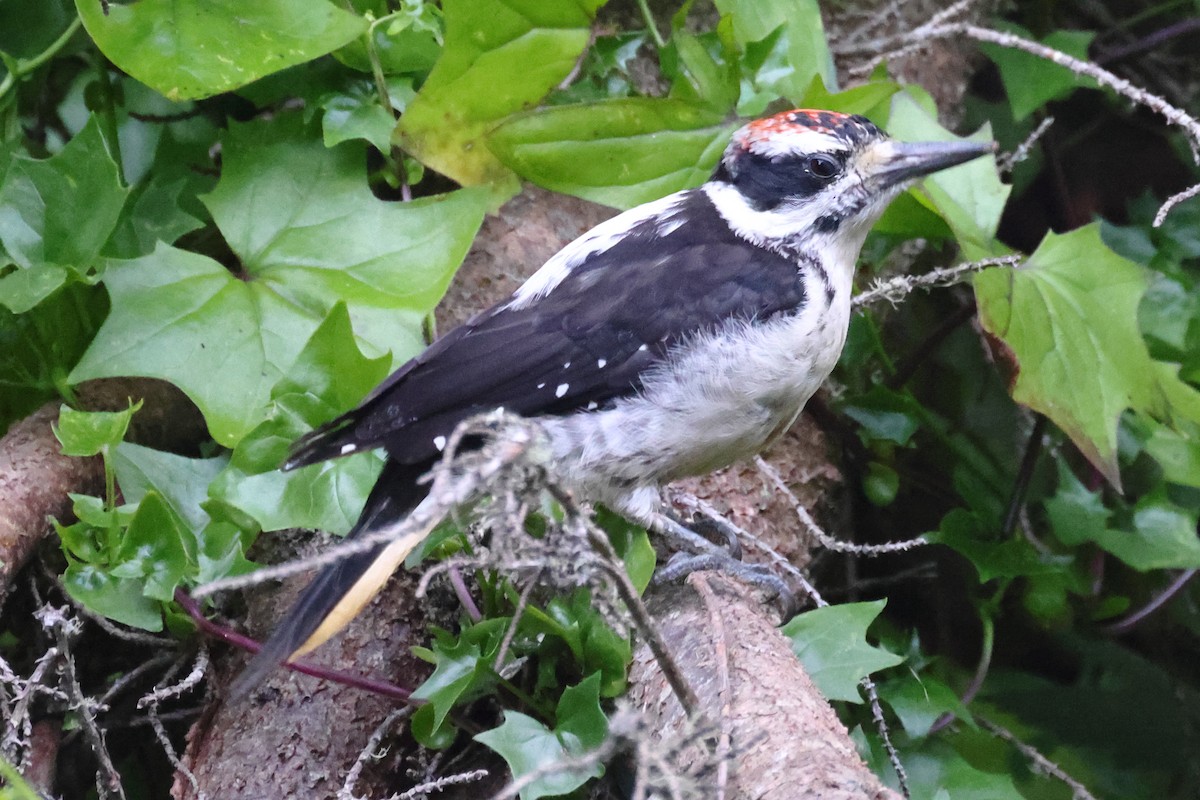 Hairy Woodpecker (Pacific) - ML605805631