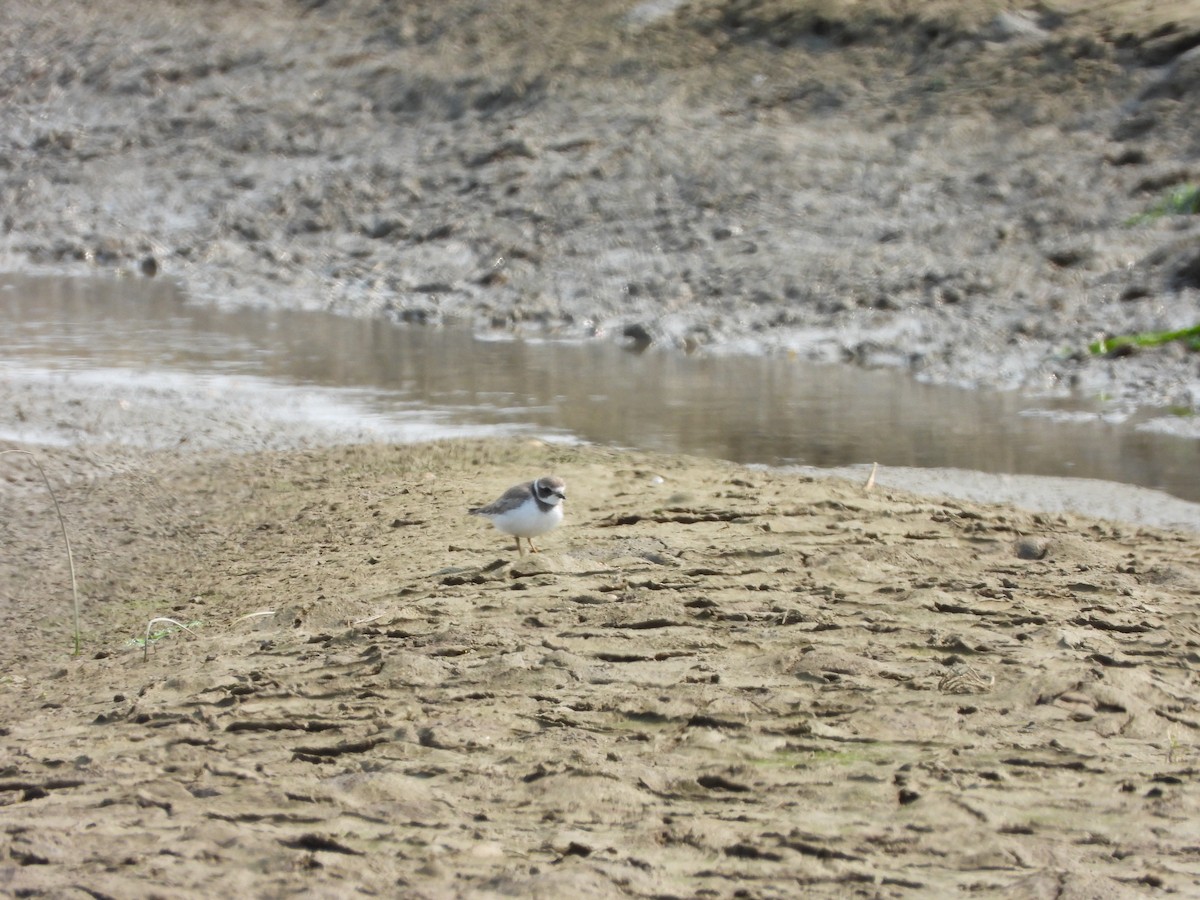 Semipalmated Plover - ML605806021