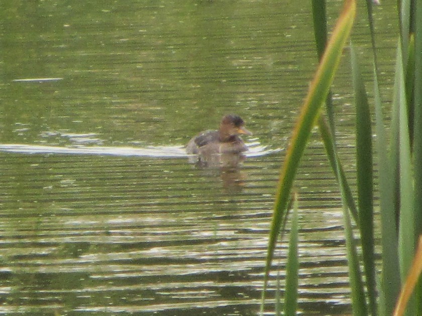 Hooded Merganser - ML605806691