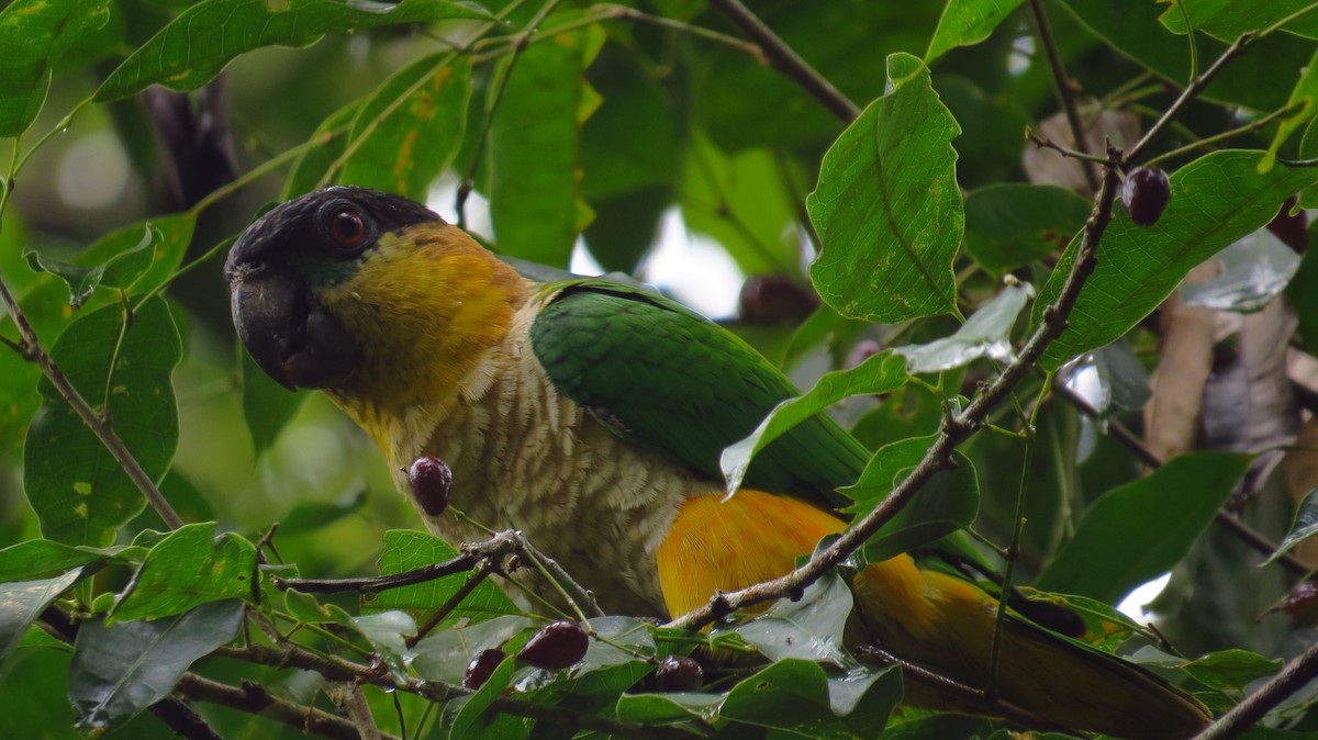 Black-headed Parrot - ML60580751