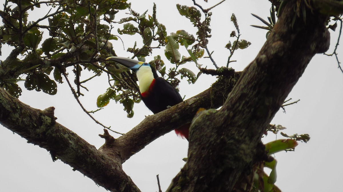 White-throated Toucan - ML60580811