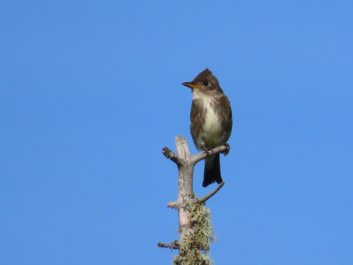 Olive-sided Flycatcher - Samuel Lau