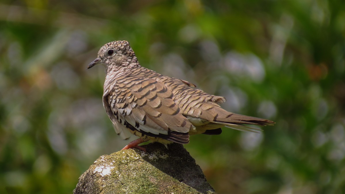 Scaled Dove - ML60580921