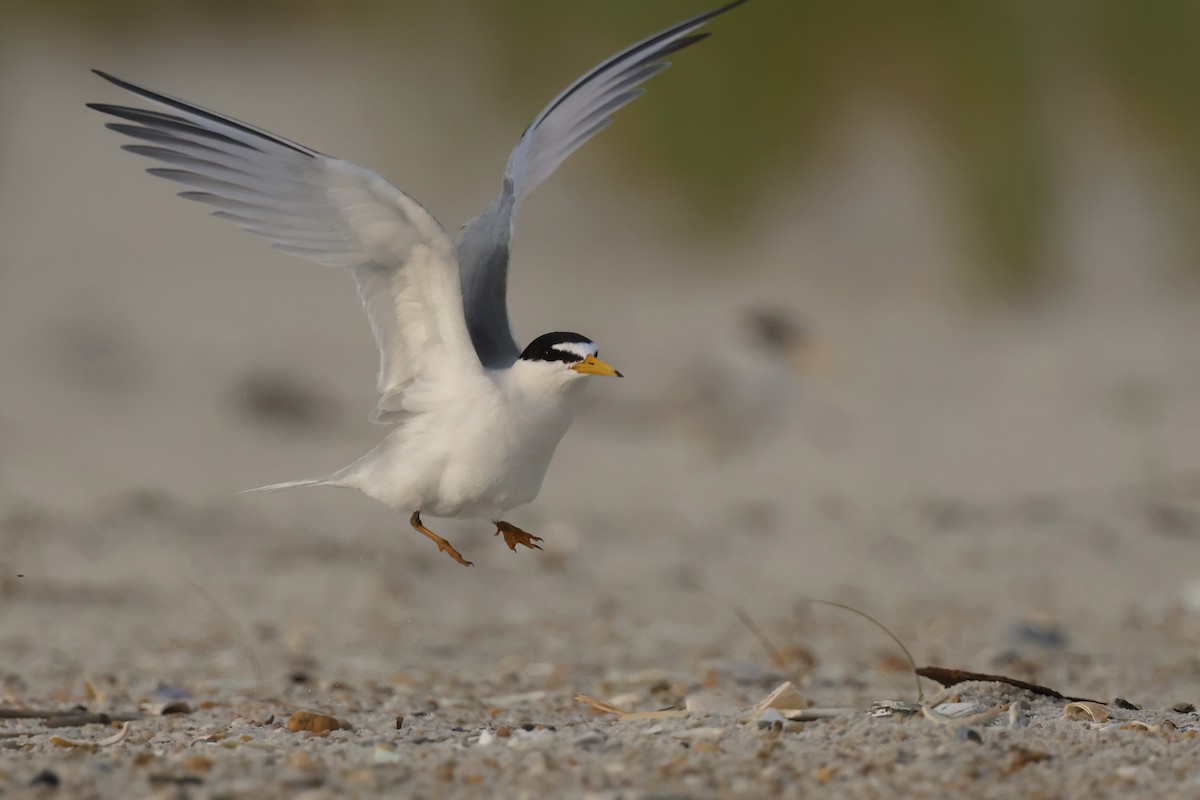 Least Tern - ML605809491