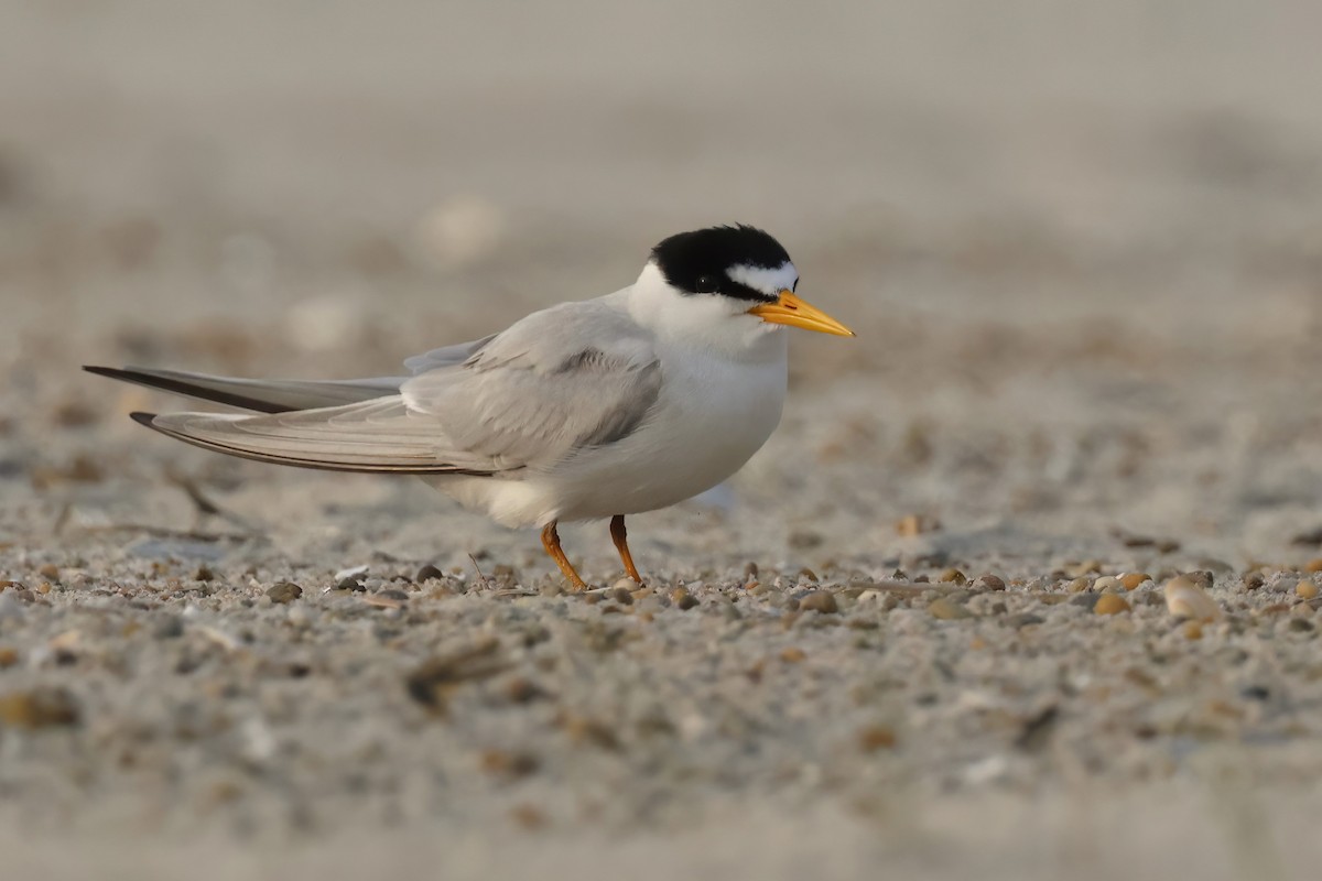 Least Tern - ML605809571