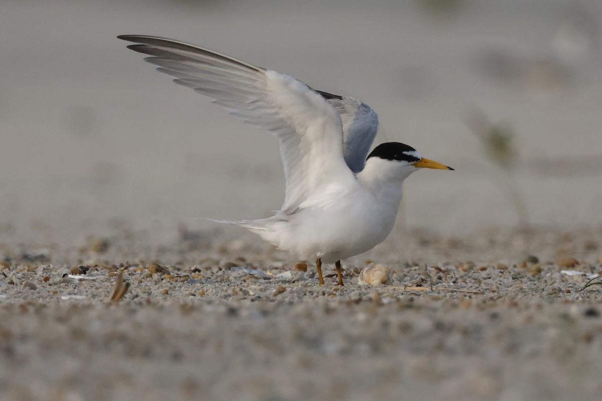 Least Tern - ML605809631