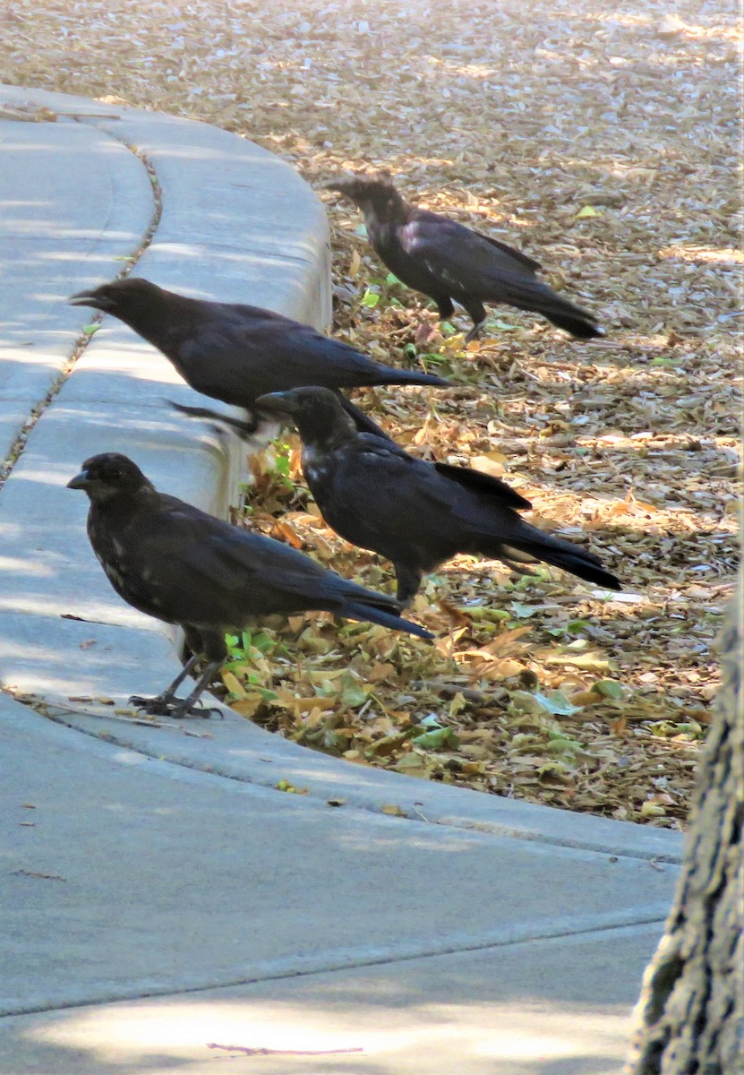 American Crow - ML605810581