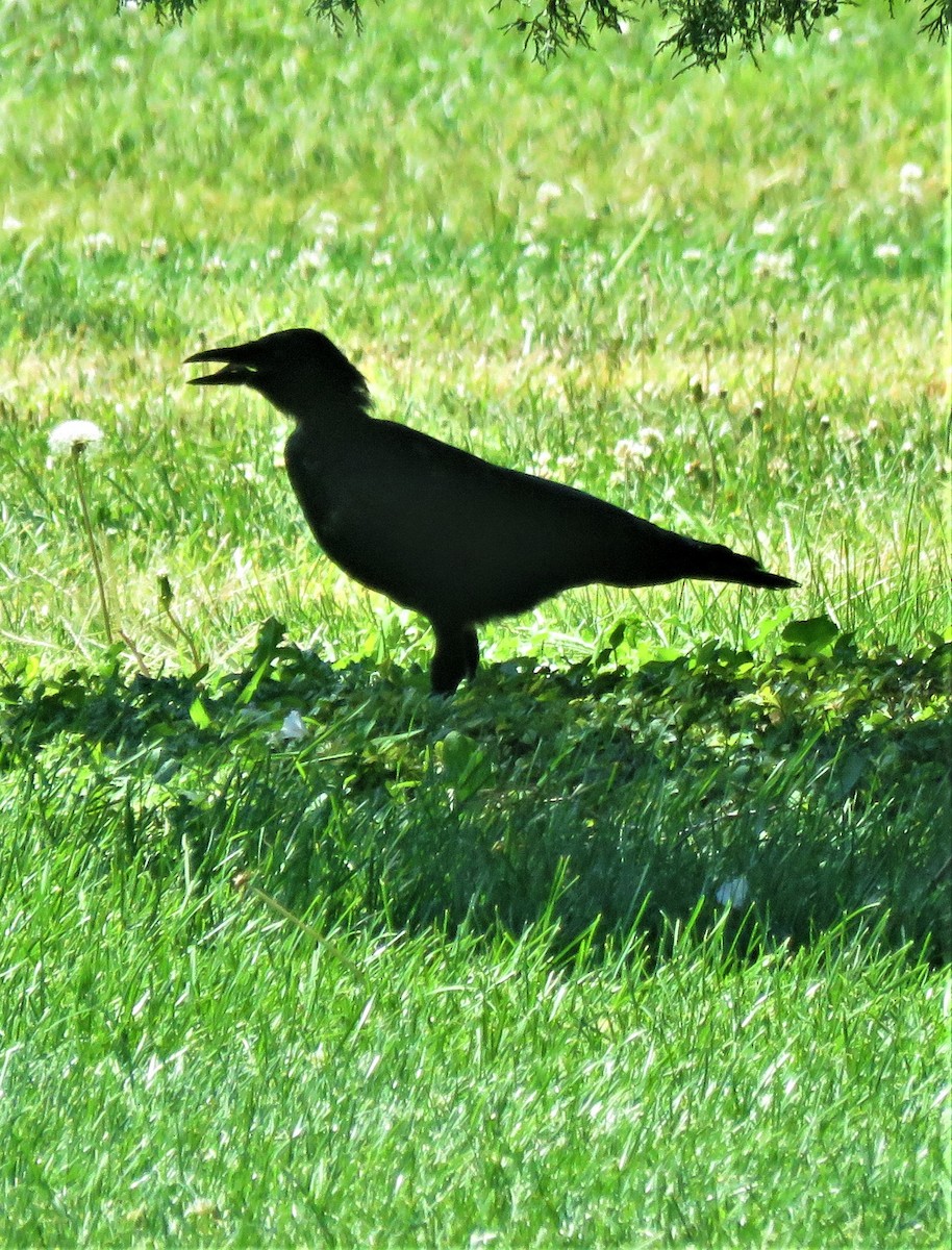 American Crow - ML605810591