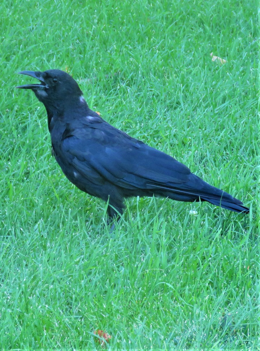 American Crow - ML605810601