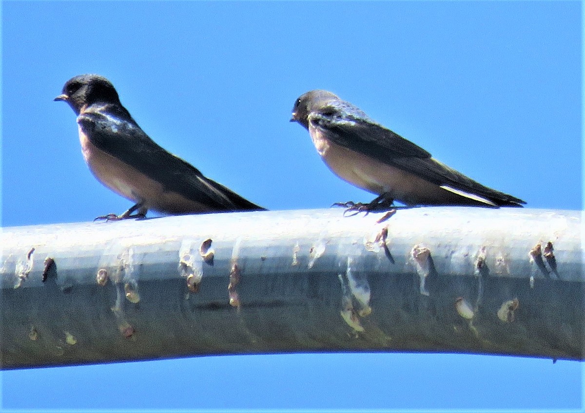 Barn Swallow - ML605810631