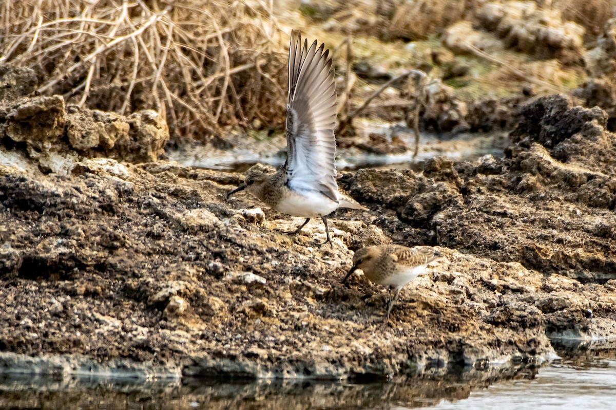 Baird's Sandpiper - ML605811151