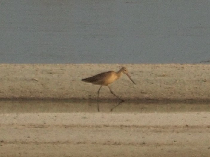 Marbled Godwit - ML605811781