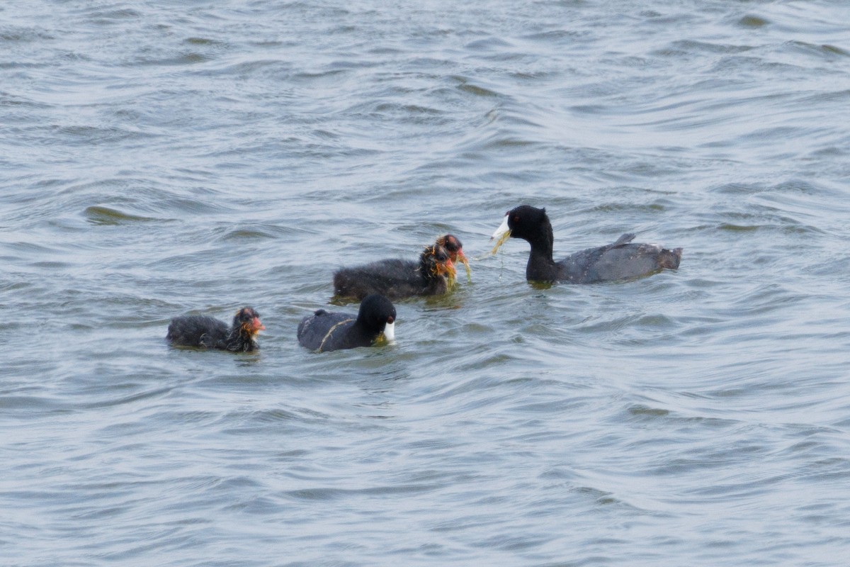 American Coot - ML605812451