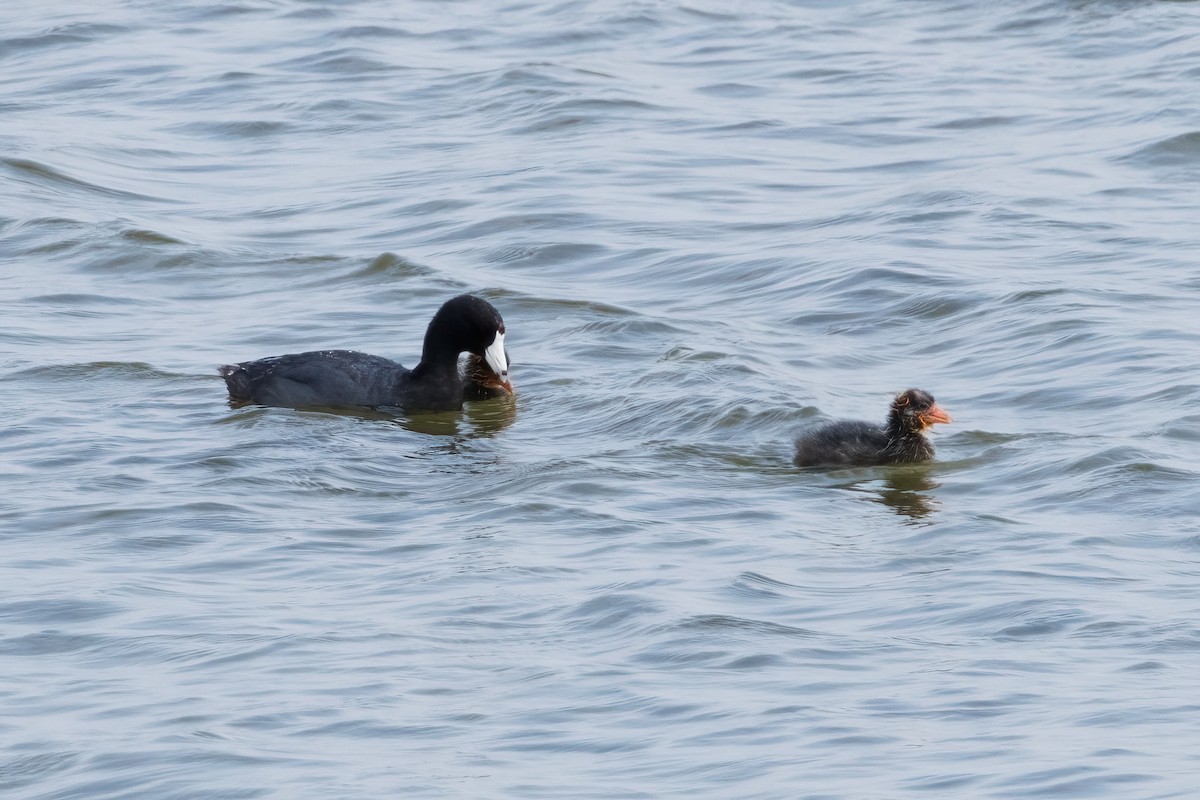 American Coot - ML605812481